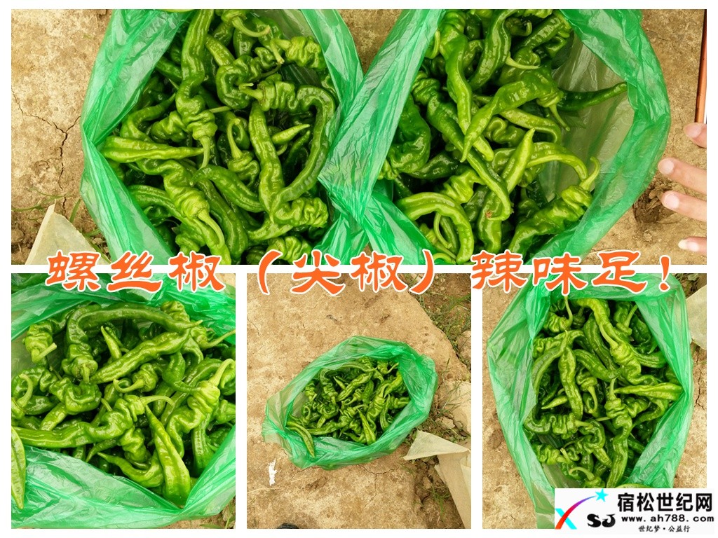 大棚拓开致富路 辣椒调味新生活.jpg