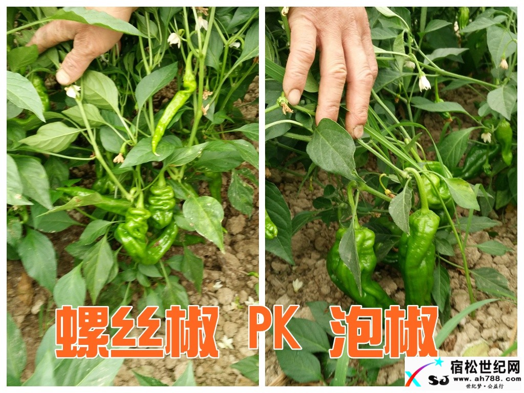 大棚拓开致富路 辣椒调味新生活 (6).jpg