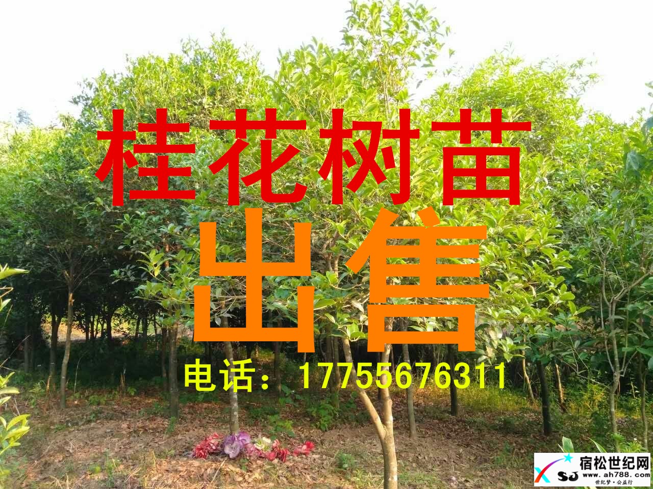 224731a4rz44sre4tzstis_副本.jpg