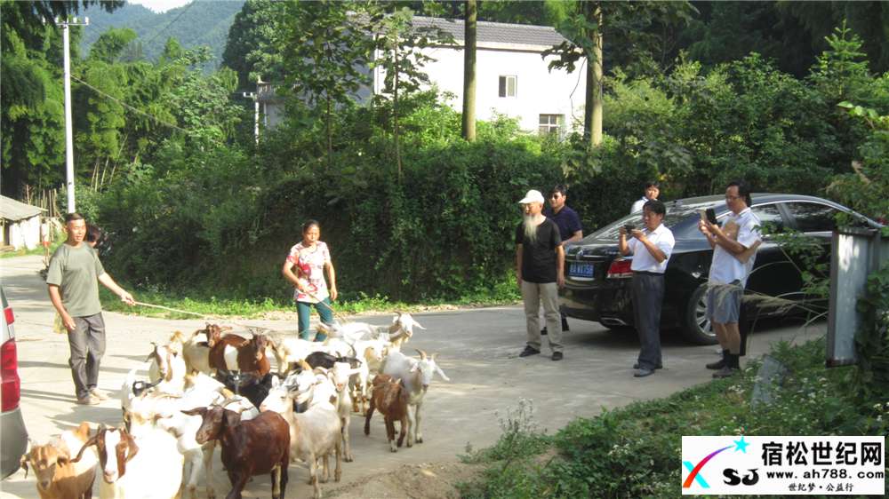 罗汉山下的养羊人01.jpg