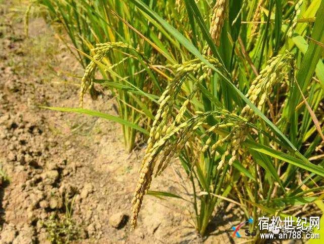 微信图片_20170920224002.jpg
