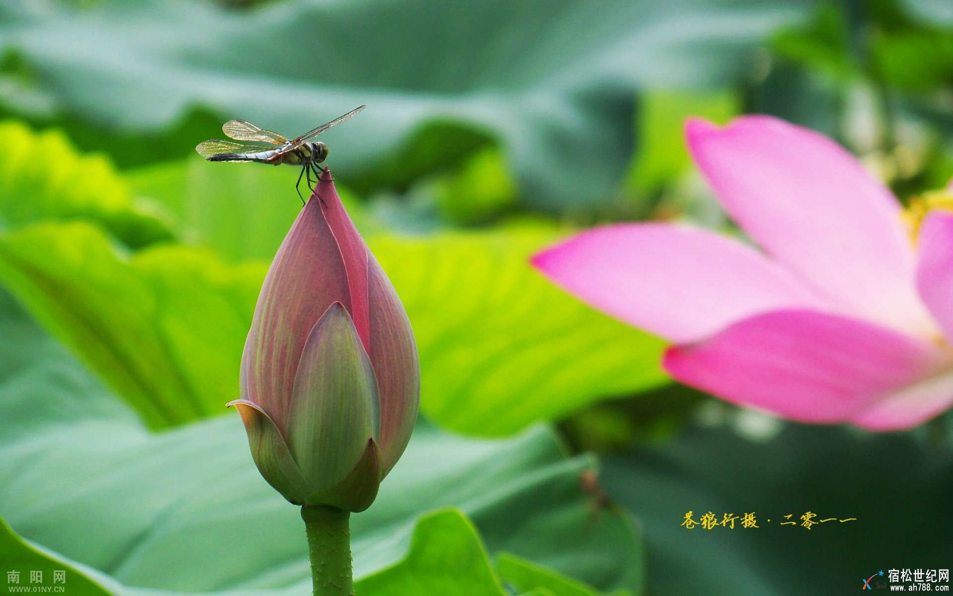 荷花蜻蜓.jpg