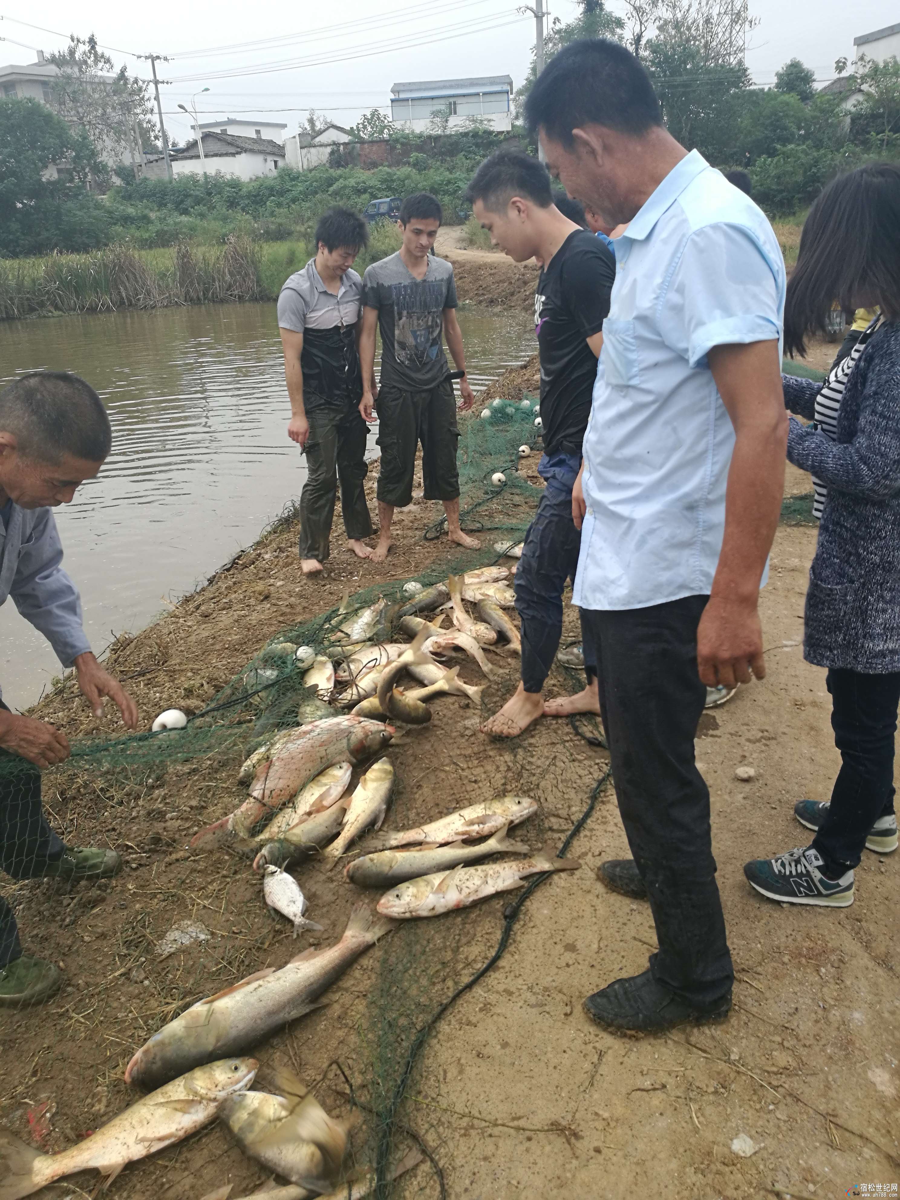 鲜鱼打捞上岸.jpg