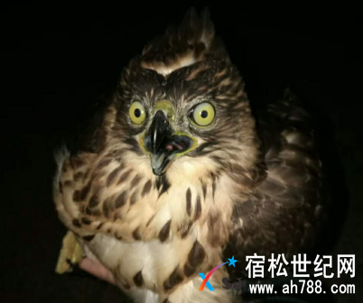 QQ截图20171109105648.png