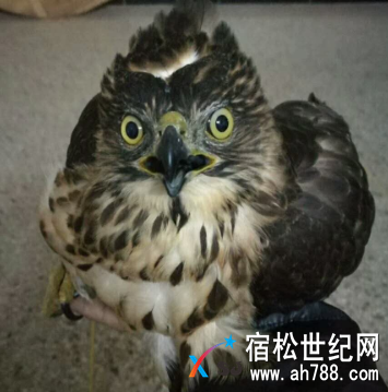 QQ截图20171109105704.png