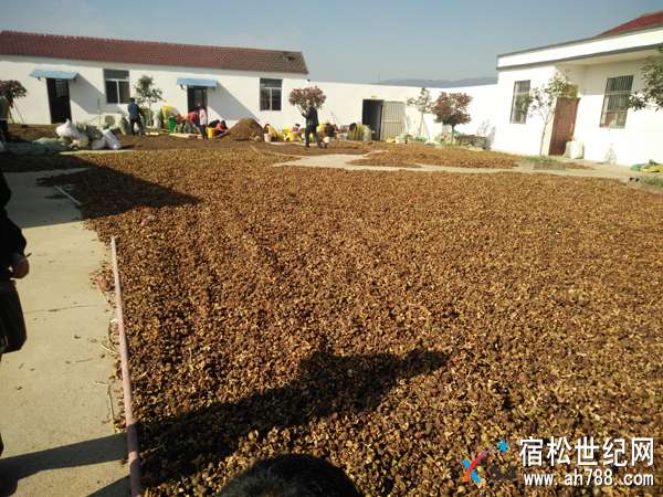 IMG20171104093934.jpg