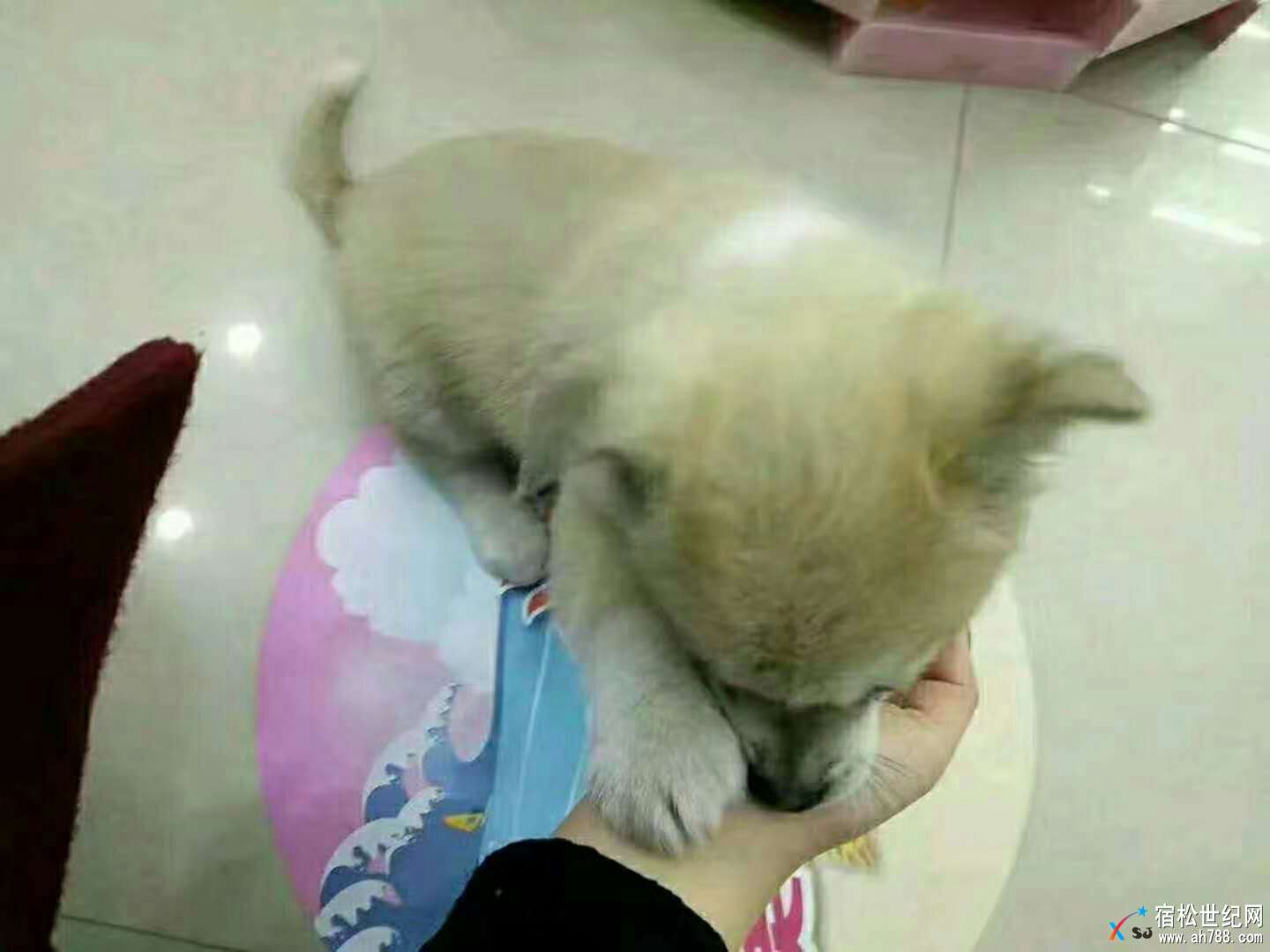 QQ图片20171128124518.jpg