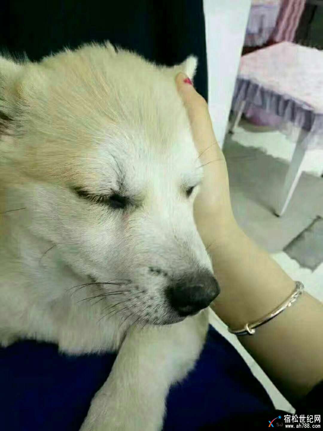 QQ图片20171128124525.jpg
