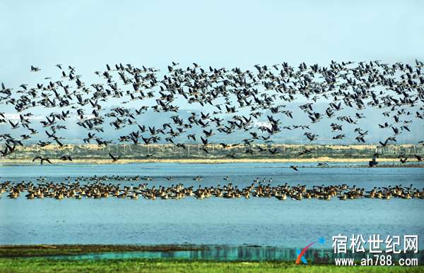 宿松华阳河湖群湿地：越变越美“鸟天堂”.jpg