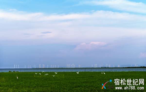宿松华阳河湖群湿地：越变越美“鸟天堂” (1).jpg