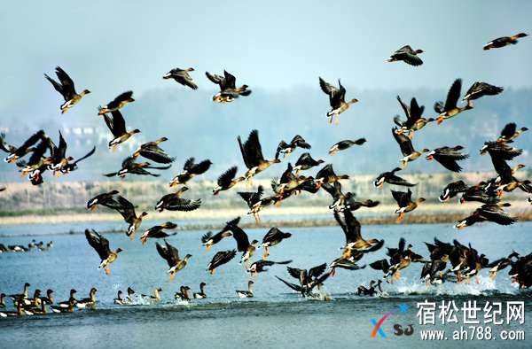 宿松华阳河湖群湿地：越变越美“鸟天堂” (2).jpg