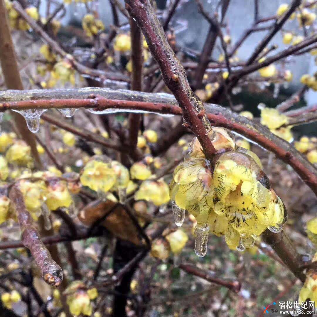 微信图片_20180125133334.jpg
