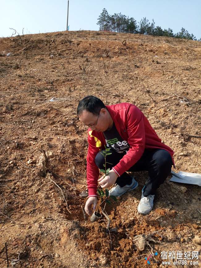 中国建设银行宿松支行志愿者参加义务植树活动
