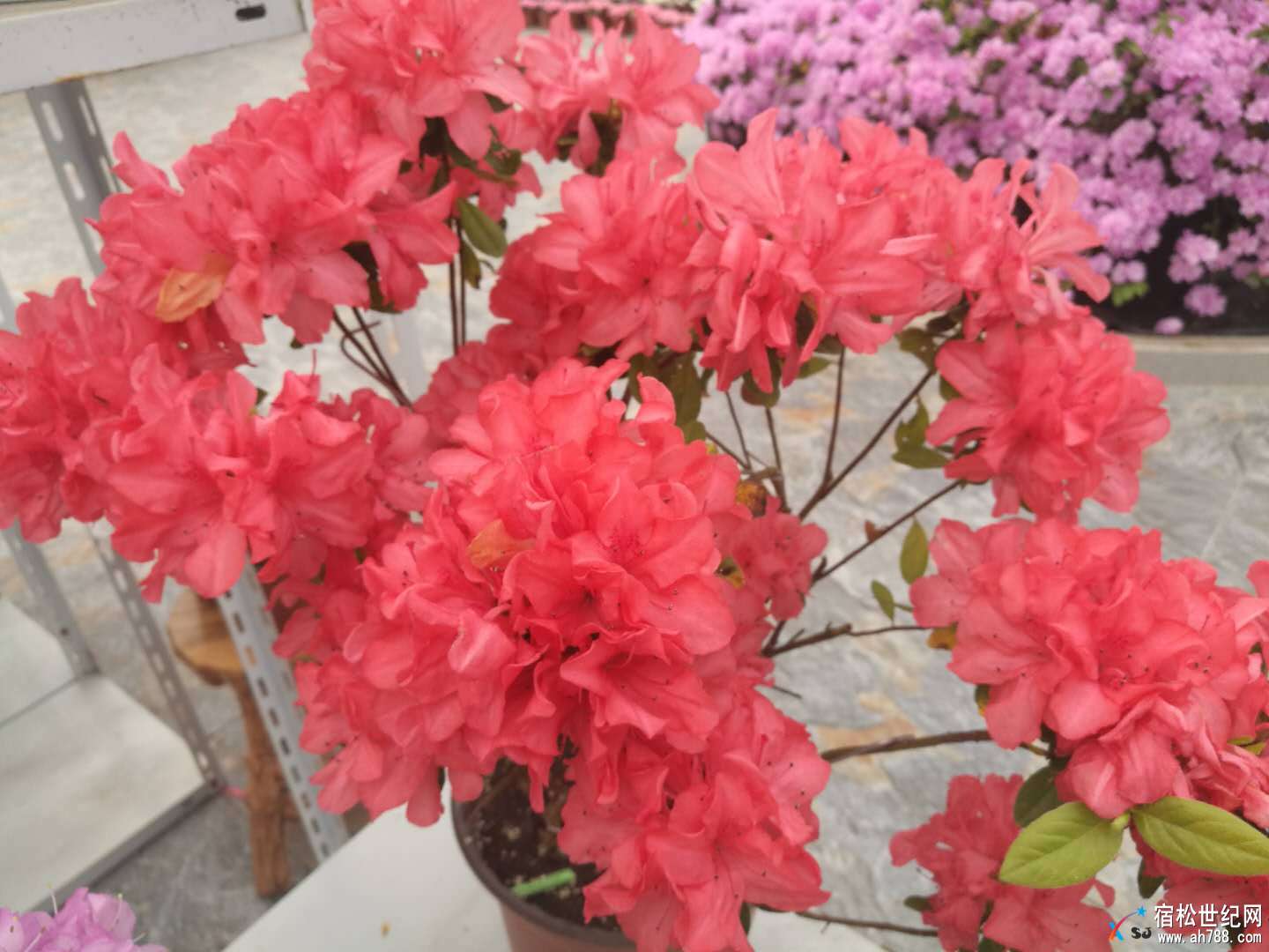 微信图片_20180404191642.jpg