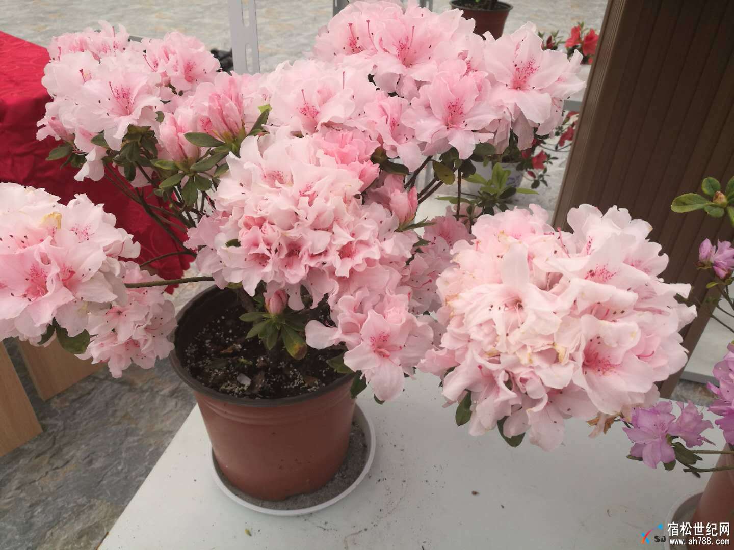 微信图片_20180404191640.jpg