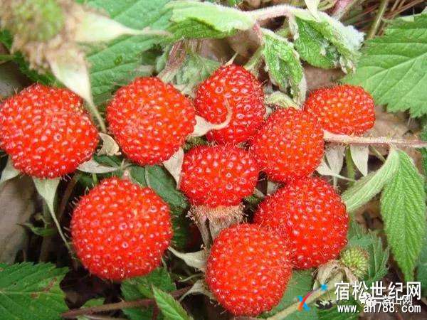 微信图片_20180521110203.jpg