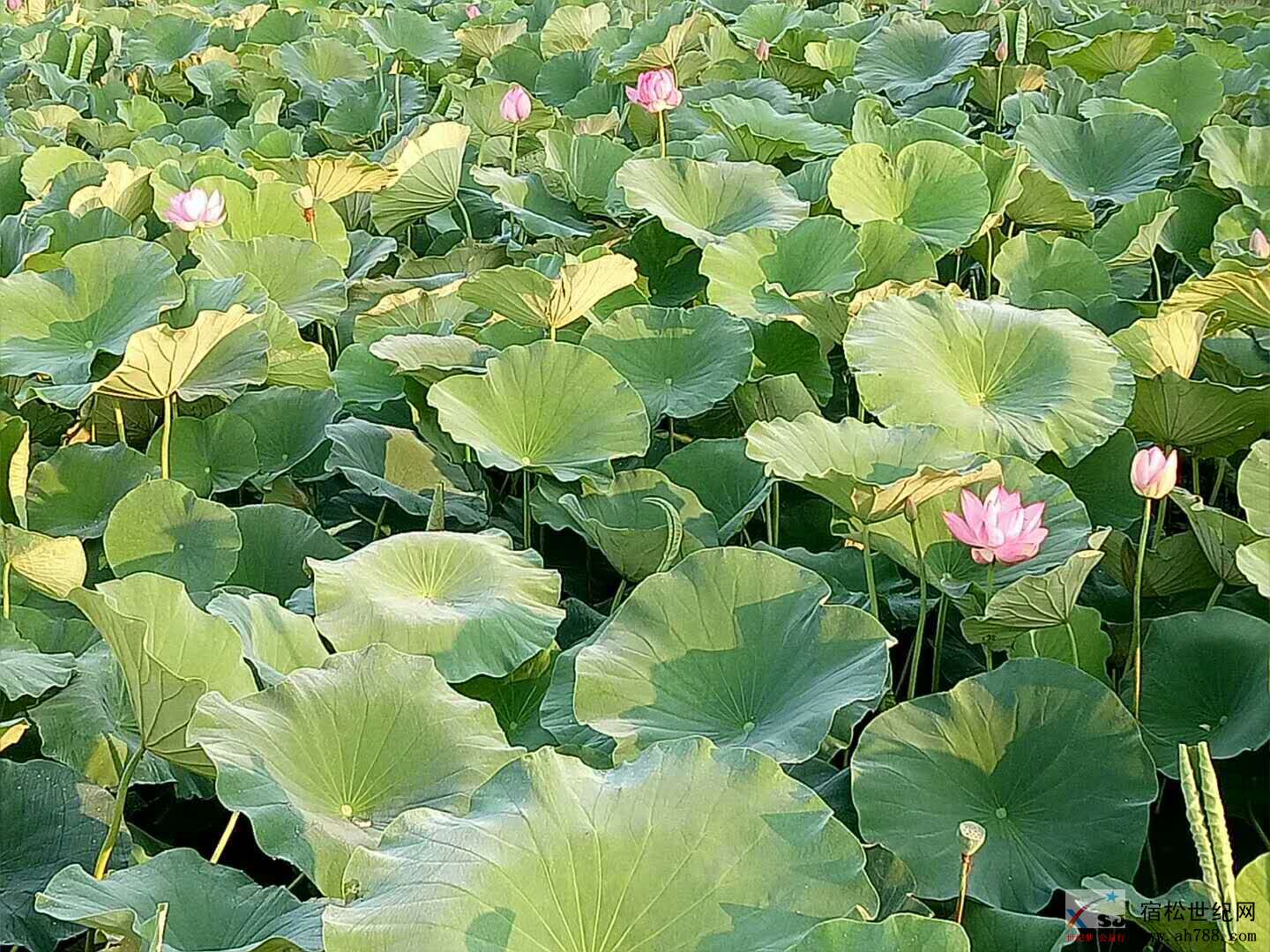 微信图片_20180919114337.jpg