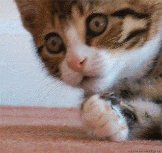 1.gif