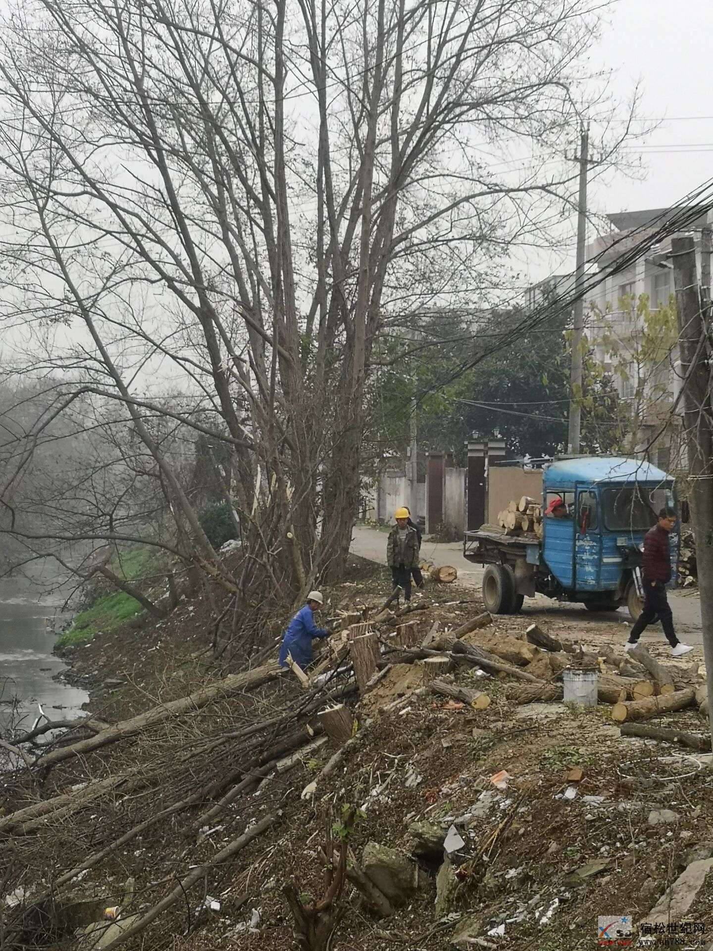 向阳河伐树.jpg