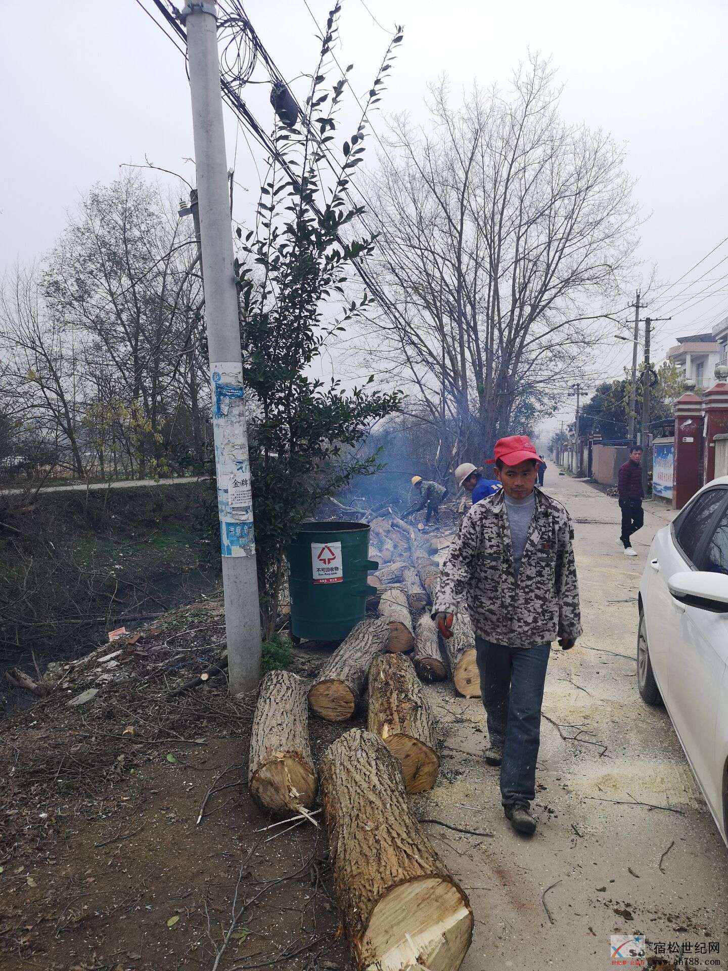联盟段伐树.jpg