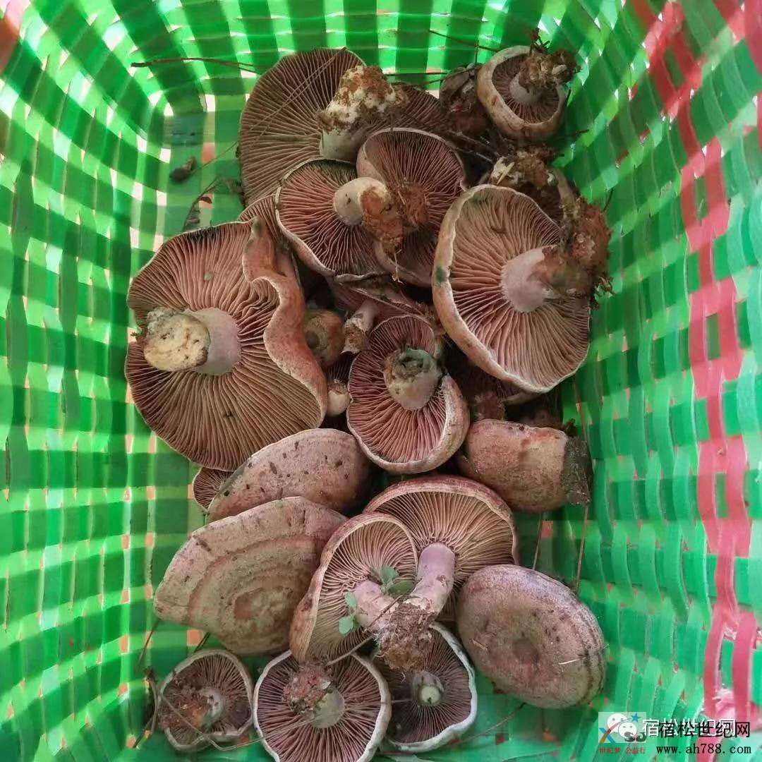 微信图片_20190412101616.jpg
