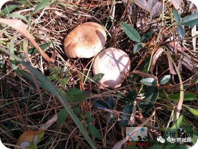 微信图片_20190412101634.jpg