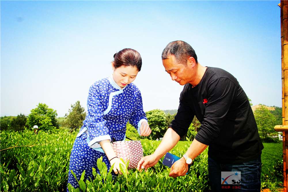 宿松世纪网采茶照07.jpg