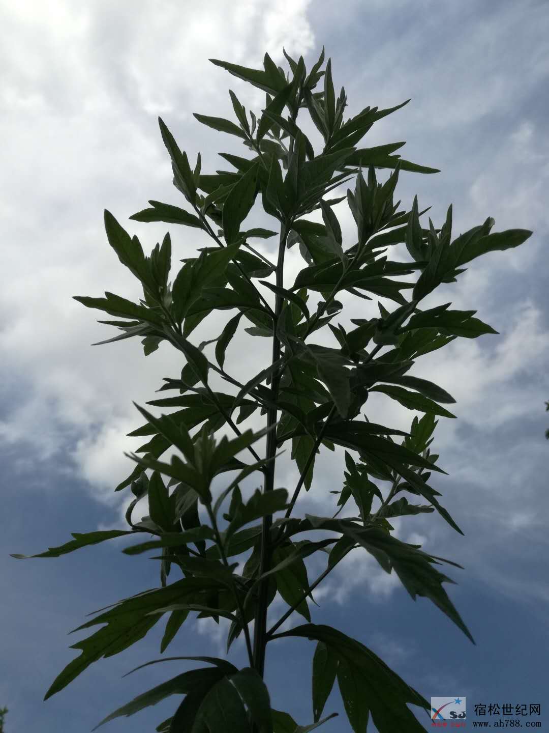 150618phu0f0gv07000t10.jpg