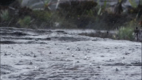微信图片_20190626073245.gif