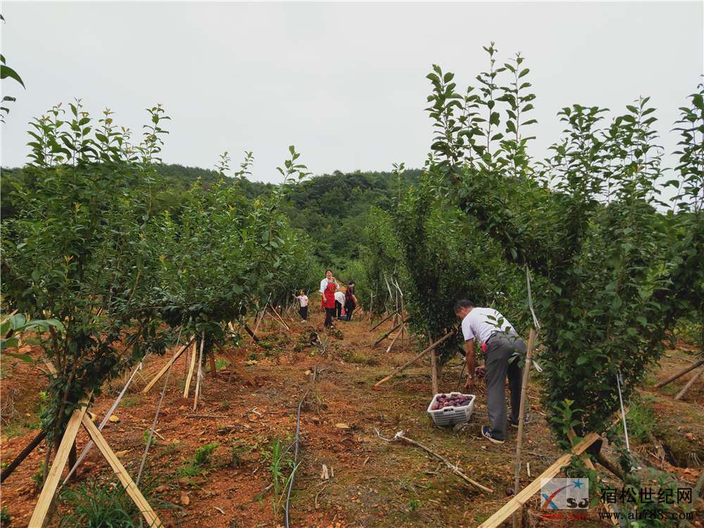 石莲洞百果园第一期采摘节-四川沙糖李 (2).jpg
