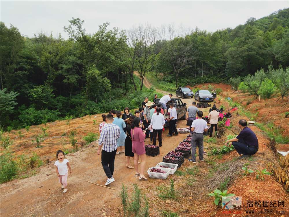 石莲洞百果园第一期采摘节-四川沙糖李 (3).jpg