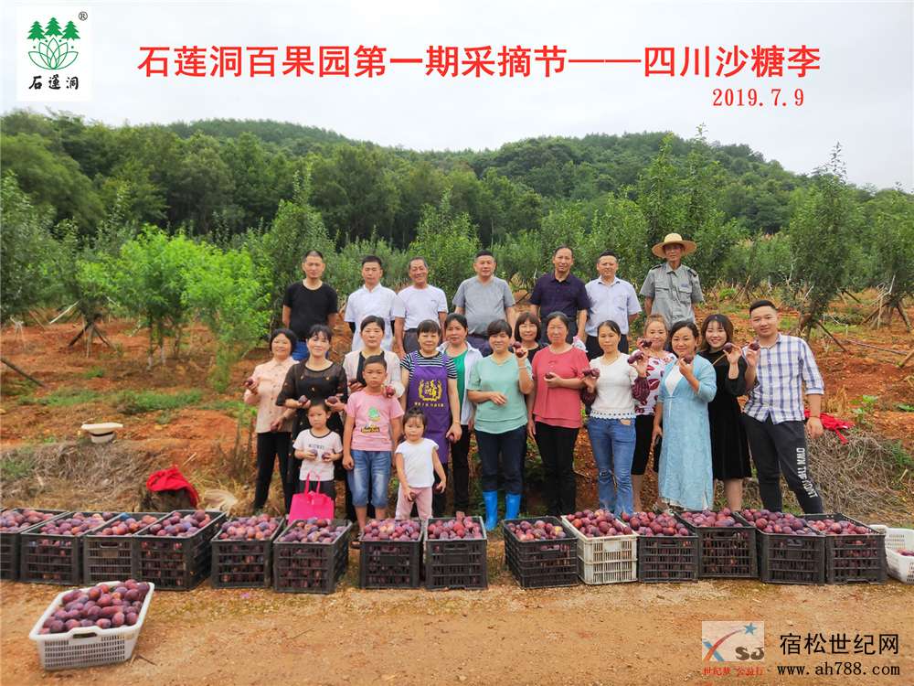 石莲洞百果园第一期采摘节-四川沙糖李 (4).jpg