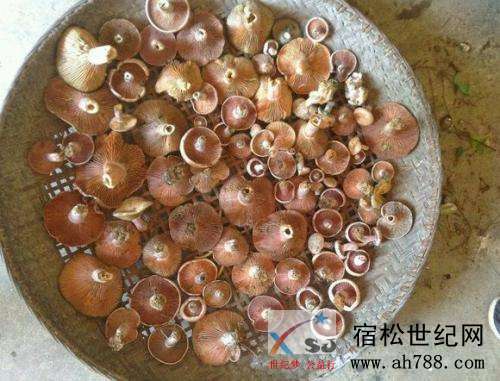 14ce36d3d539b600462bee50e250352ac75cb774.jpg