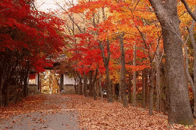 微信图片_20191019084116.gif