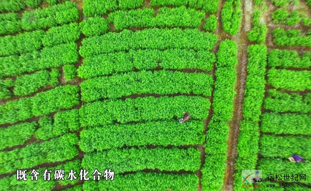微信图片_20200418142955.jpg