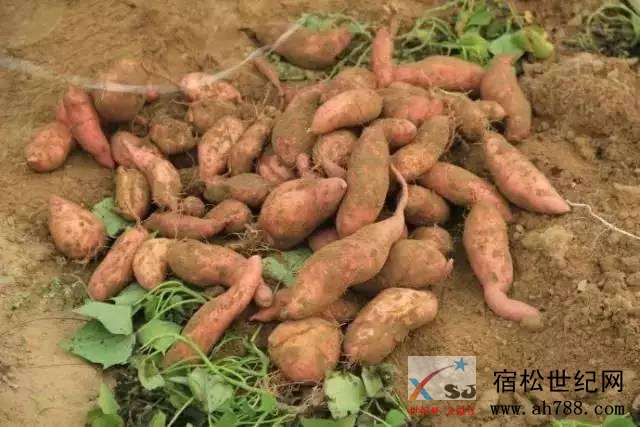 微信图片_20201101170536.jpg