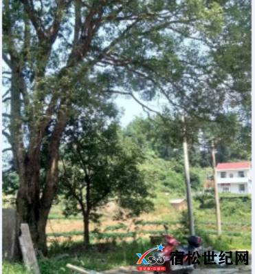 骑骡尖.png