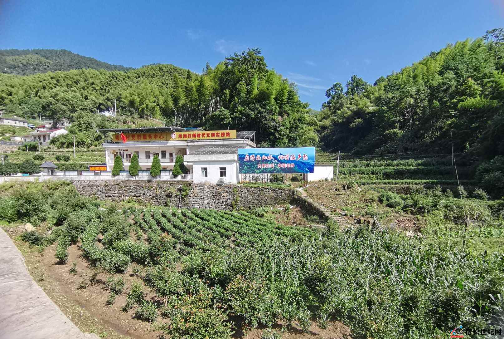 老岗茶园.jpg